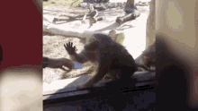 a monkey is standing in front of a glass door reaching out to a person .