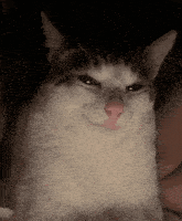a close up of a cat 's face with a serious look on its face