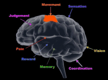 Sex Brain Brain GIF - Sex Brain Brain Functions Of The Brain GIFs