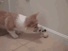 The Hell Is That?! GIF - Dogs Puppies Corgis GIFs