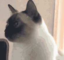 Elton Cat GIF - Elton Cat GIFs