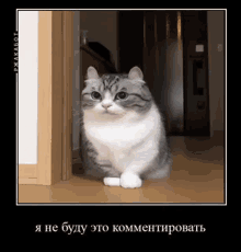 Cute Cat GIF - Cute Cat Cats GIFs