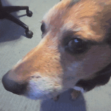 a close up of a dog 's face looking at the camera