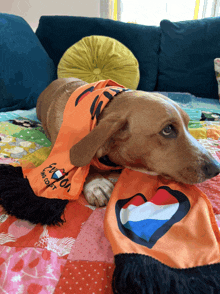 a dog is wearing an orange scarf that says amsterdam