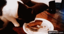 Cat Pie GIF - Cat Pie Eating GIFs