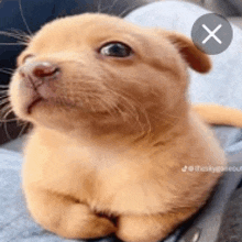 a close up of a puppy looking up with a x in the corner .