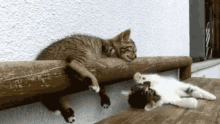 Sleepy Cat GIF - Sleepy Cat Fall GIFs