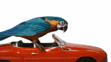 parrot ride