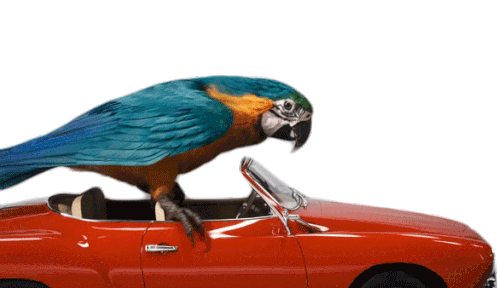 Drive Parrot Sticker - Drive Parrot Bird Stickers