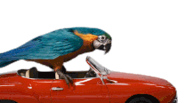 Drive Parrot Sticker - Drive Parrot Bird Stickers
