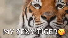 Tiger Wink GIF - Tiger Wink GIFs