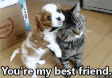 You'Re My Best Friend GIF - Dog Cat Bestfriend GIFs