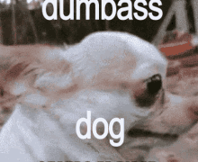 Dumbass Dog GIF
