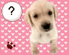 Dogs Puppies GIF - Dogs Puppies Puppy GIFs