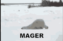 Mager... GIF - Polar Bear Beruang Kutub Beruang Putih GIFs