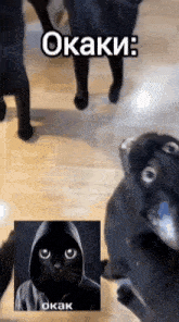 a black cat wearing a hoodie is surrounded by other black cats ..