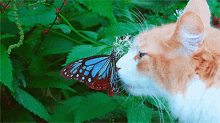 Cat Butterfly GIF - Cat Butterfly Cute GIFs