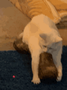 Cat Cat Laser GIF