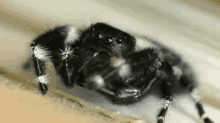 Spider Fuzzy GIF - Spider Fuzzy Fidget GIFs