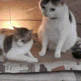 two cats are sitting on a piece of cardboard and one of them is looking at something