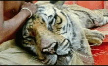 Life Of Pi Sleeping Tiger GIF - Life Of Pi Sleeping Tiger GIFs