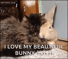 a cat and a rabbit are laying next to each other on a rug .