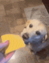 Dog Cheese GIF - Dog Cheese Eating GIFs