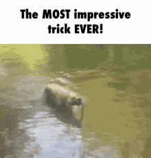 Doggo Trick GIF - Doggo Trick Twirl GIFs