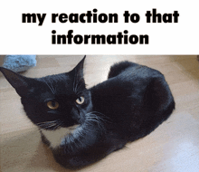 My Reaction To That Information Cat GIF - My Reaction To That Information Information Cat GIFs