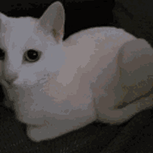 a white cat is laying on a couch and looking at the camera