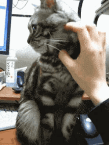 Cat Nopat GIF - Cat Nopat Stop GIFs
