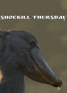 Shoebill Thursday GIF - Shoebill Thursday GIFs