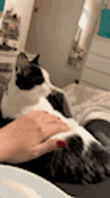 a black and white cat is being petted by a person .