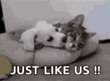 Puppies And Kittens Love GIF - Puppies And Kittens Love GIFs