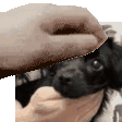 a person is petting a black dog in their arms .
