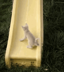 Cat Slide GIF - Cat Slide Cute GIFs