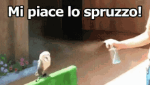 Spruzzo Spruzzino Spruzzare Ti Spruzzo Civetta GIF - Spray Spray Bottle To Spray GIFs