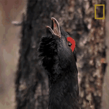Clucking The Forbidden River GIF - Clucking The Forbidden River Crowing GIFs