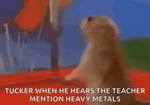 a close up of a ground squirrel with the words tucker when he hears the teacher mention heavy metals
