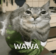 a cat is sitting on top of a watermelon on a kitchen counter .