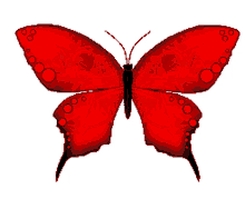 borboletas butterfly beautiful wings borboletas butterfly beautiful wings