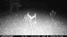 Deerhunt GIF