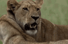 Cuddles GIF - Lion Tiger Animal GIFs