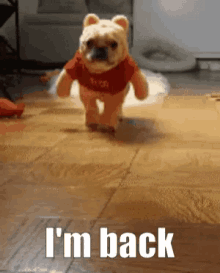 I Am Back Back GIF - I Am Back Back Dog GIFs