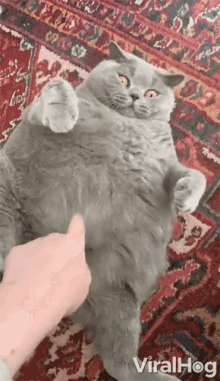 Tickle A Cat Viralhog GIF - Tickle A Cat Viralhog Fat Cat GIFs