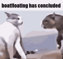 Ti4 Boatfloat GIF - Ti4 Boatfloat Cats Fighting GIFs