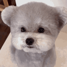 living teddy bear cute pup puppy dog