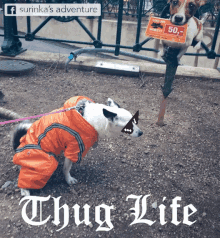 Surinka Dog GIF - Surinka Dog Thug Life GIFs