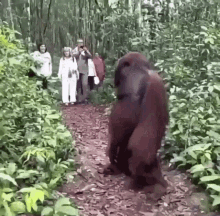 Fat Confused Monkey GIF