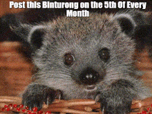 a picture of a hedgehog with the words post this binturong on the 5th of every month below it